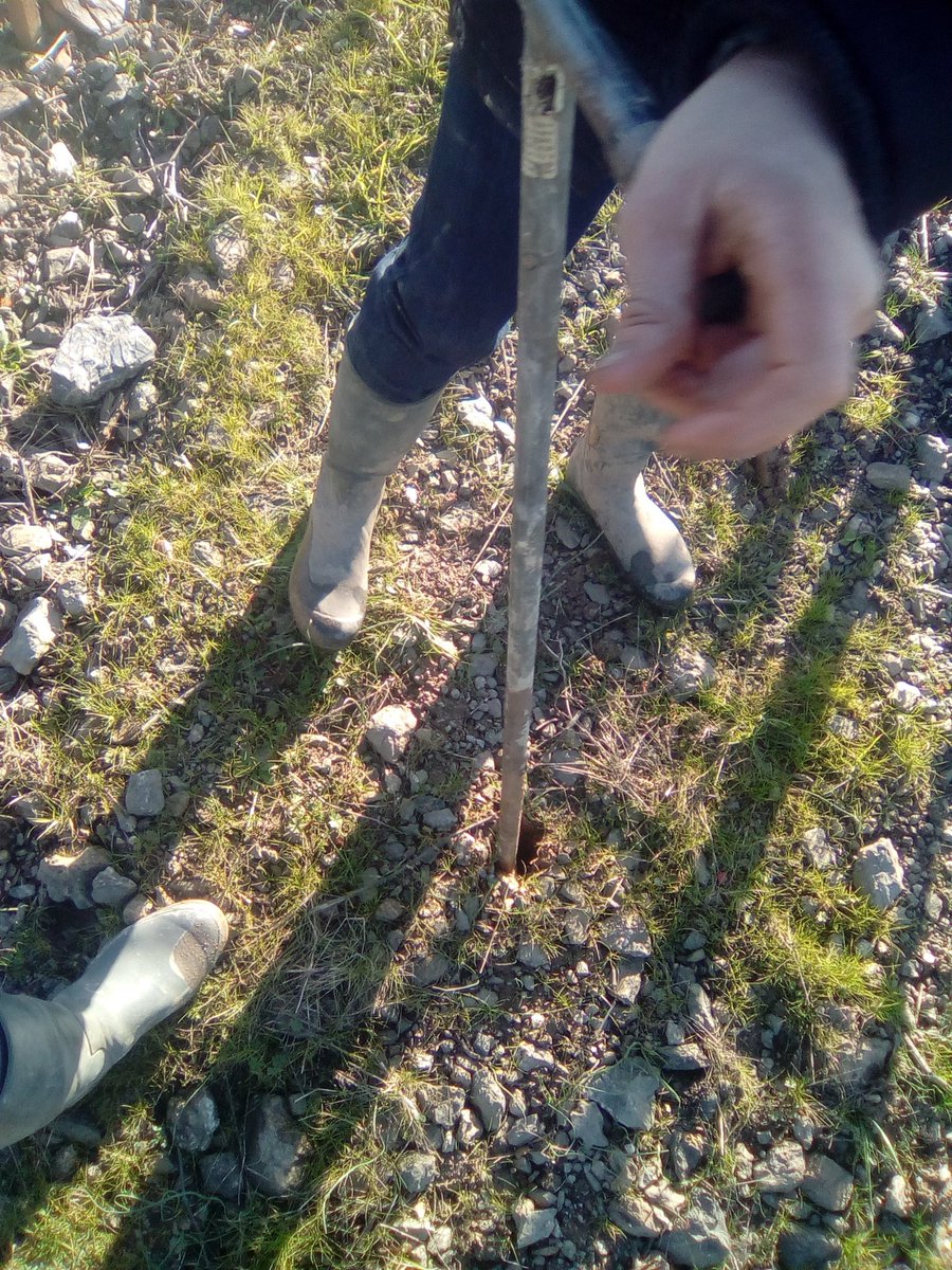 DomaeVincendeau's tweet photo. Hier après-midi avec l'ATV @ChambagriPdL : on creuse , 10 cm par 10 cm, on évoque la texture (tel en #gastronomie !), le potentiel..parcelle #LeRaguenet : #Schiste pourpre, vert, #quartz , #phtannite , #spilite = #géodiversité #InPursuitofTaste 😎 Origine #terroir #sol vivant 🐞 https://t.co/iP3NDAQXDI
