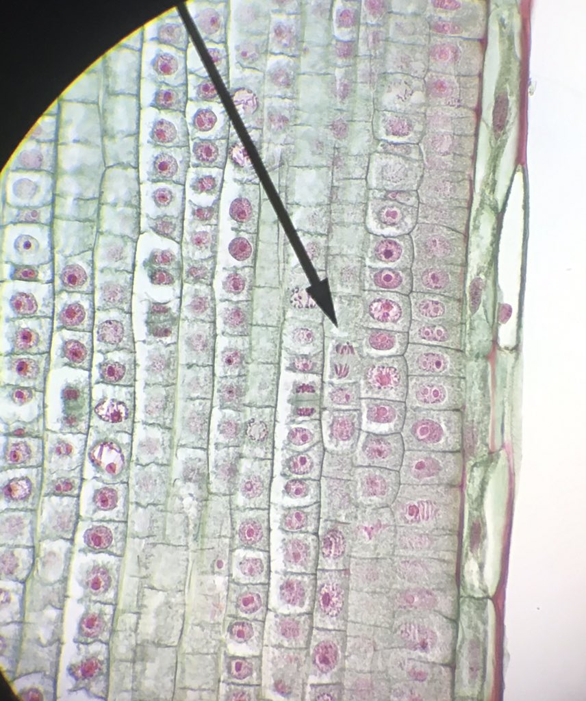 science_at_bsm's tweet image. When your Ss get excited about discovery #mitosis #argumentdriven #plantvsanimal photos courtesy of @bdpeterson2000