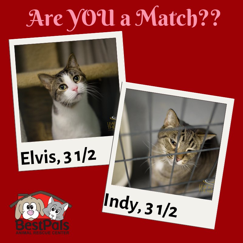 #Elvis and #Indy are our newest #kitties! They'll be visiting the vet this week, after which this pair will be #adoptable with our #Valentinesspecial! #adoptdontshop #bestfriends #catstagram #bestpalsarc