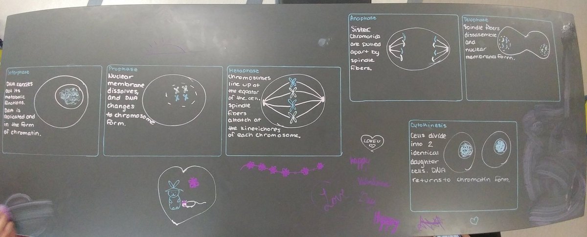 MsFrizz143's tweet photo. #Biology students worked in groups to create diagrams and captions for the stages of #mitosis and will attempt to make them into #GIFs! First time students are doing this so a little trial by fire but looking forward to seeing the results!
#newthings #practice #bioreview https://t.co/LirwPe3a1x