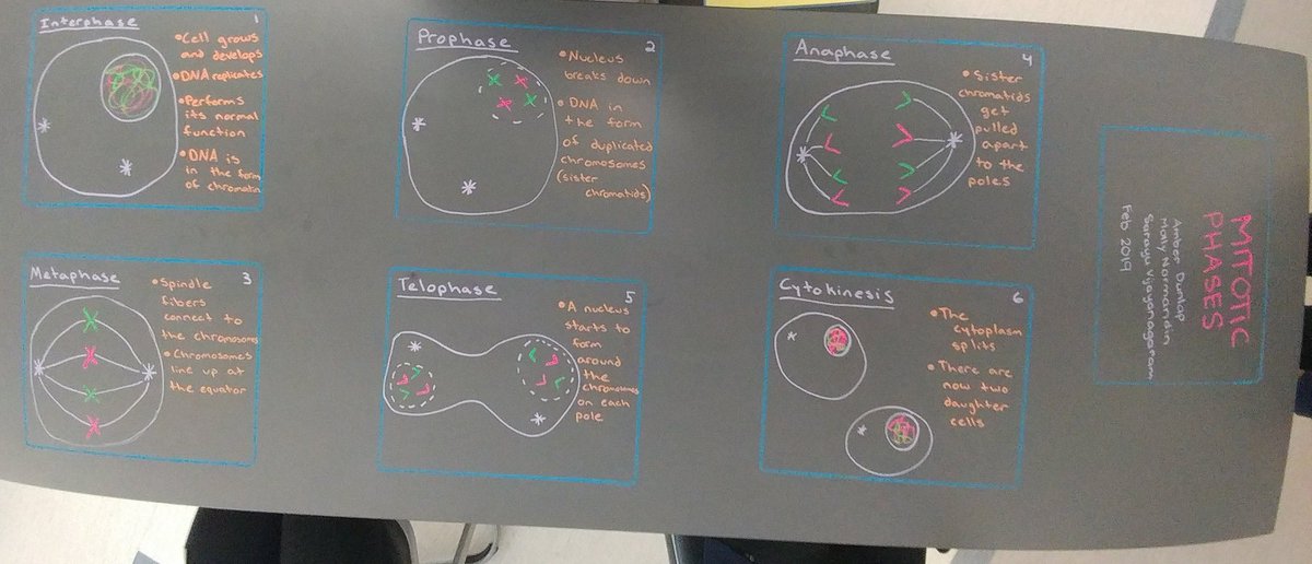 MsFrizz143's tweet photo. #Biology students worked in groups to create diagrams and captions for the stages of #mitosis and will attempt to make them into #GIFs! First time students are doing this so a little trial by fire but looking forward to seeing the results!
#newthings #practice #bioreview https://t.co/LirwPe3a1x