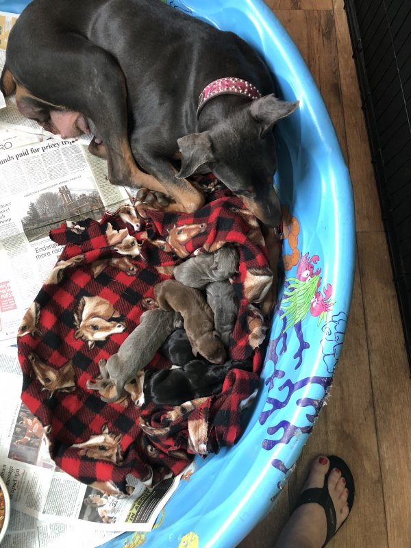 DailypetU's tweet photo. AKC Doberman pups ready end of March: https://t.co/4zW6Hp8rB3 #dog #dogs #puppy #puppies #puppiesforsale #pets #petsforsale #petclassifieds #dobermanpincher #gladwin #michigan #dailypet #dailypetus https://t.co/ZrlP80RH6S