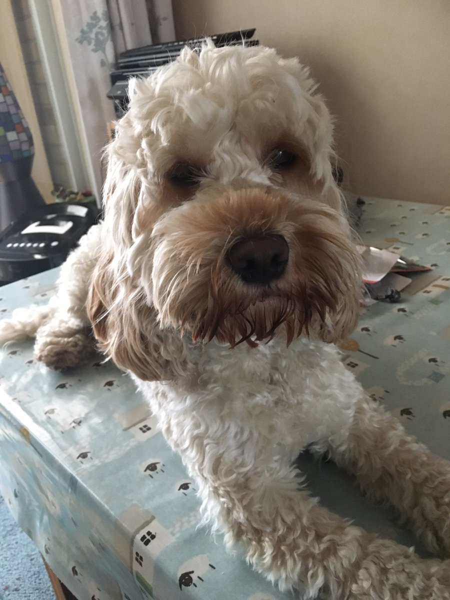 SueLevey's tweet photo. @DadinPaws #doggydaycare #homefromhomeboarding #cockerpoo #cockapoo #DogsOfTwitter #tablewhattable https://t.co/I0YbqjmdzK