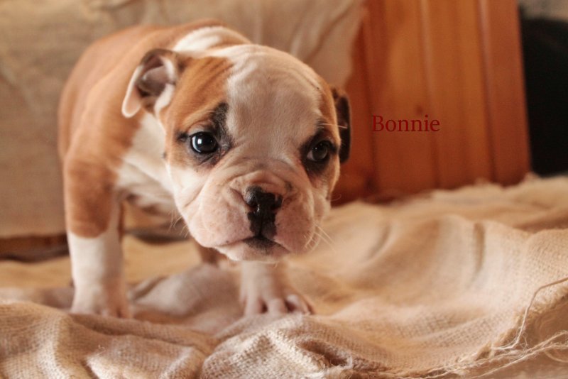 DailypetU's tweet photo. Family Raised Olde English Bulldogge Puppies: https://t.co/e80WmLabrC #dog #dogs #puppy #puppies #puppiesforsale #pets #petsforsale #petclassifieds #oldeenglishbulldoge #sugarcreek #ohio #dailypet #dailypetus https://t.co/zjkLaKGn5m