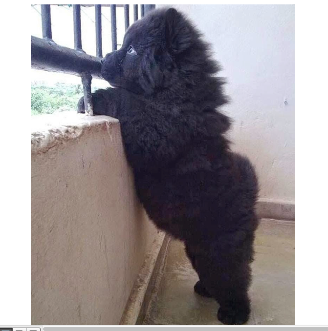WeLoveDogsUSA's tweet photo. Today's Adorable Puppy is a Newfoundland (Newfie). At 12 weeks he'll already weigh about 40 pounds and, as an adult, between 130 &amp; 150 pounds

#TodaysPuppy #Newfie #NewFoundlandPuppy #BiggestDogs #VeryBigPuppies
#CutePuppies https://t.co/sNdWrZ5hbi