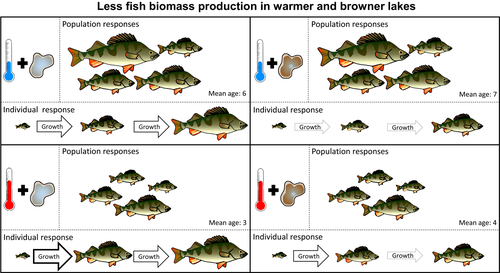 GlobalChangeBio's tweet photo. Warmer and browner waters decrease fish biomass production @RMvanDorst
📝 https://t.co/4wxoknuXgs
#GCBEarlyView https://t.co/YOhlUJbkQe