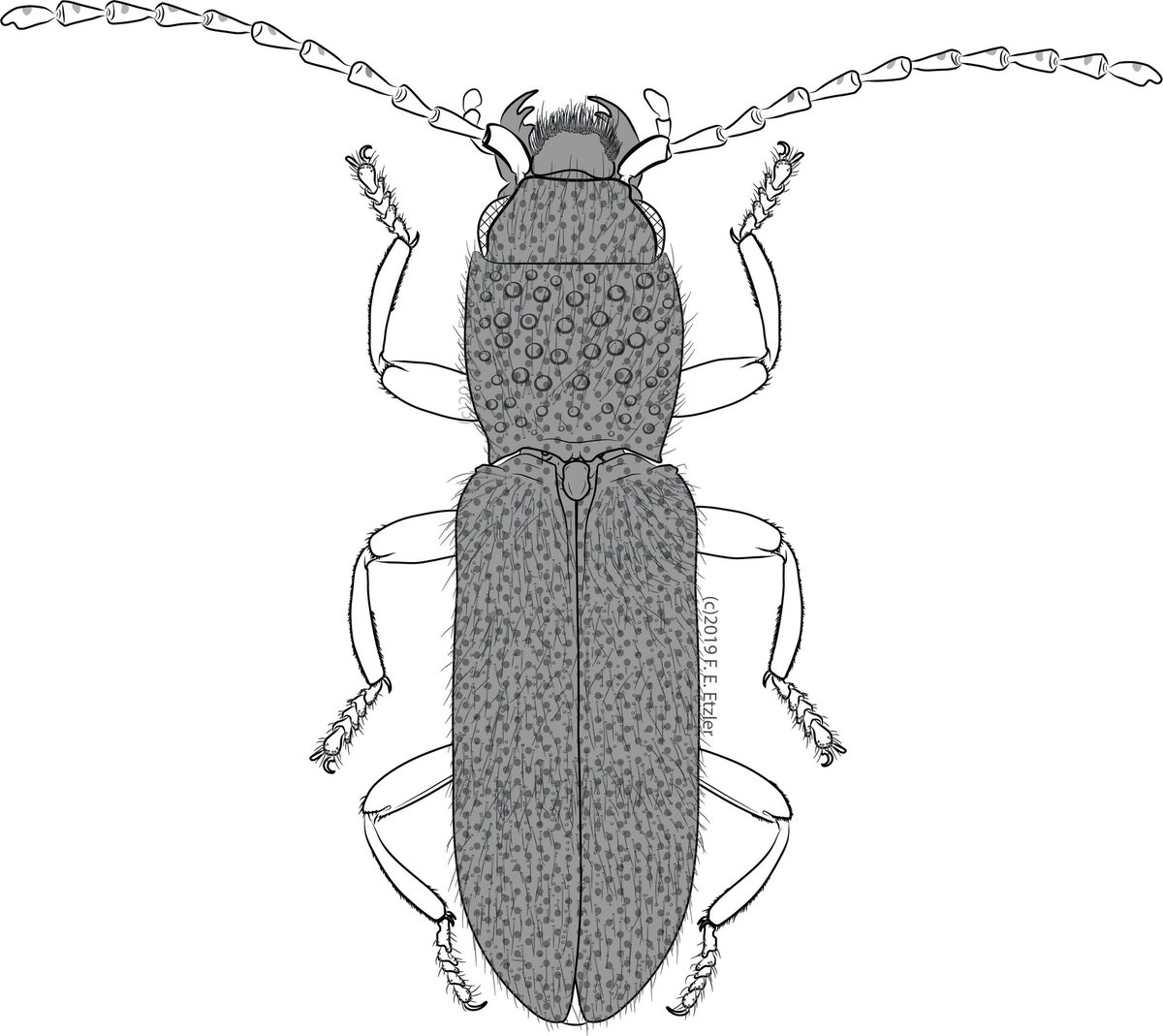 catch_elater's tweet photo. Drawing of my new genus and new species "Platyparadonus marleyi" with Michael Ivie in the latest issue of #ProceedingsEntSocWashington https://t.co/DVugiXrTnW