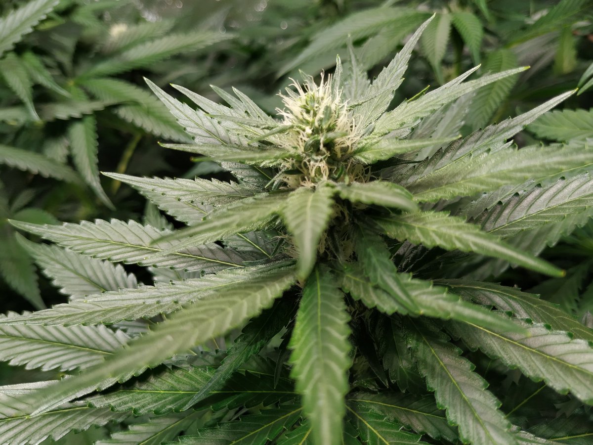 Green Test tweet media