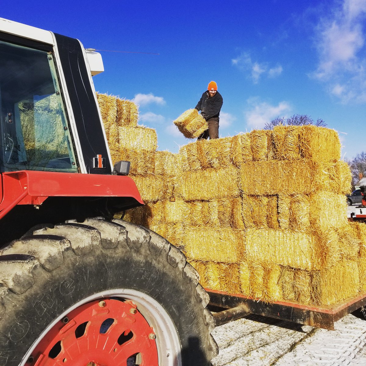 Jake_Greenstone's tweet photo. Forgot to share our annual winter project at Troy Mills Farm! Every year we cover the strawberries to protect them and give our customers a layer to walk on. https://t.co/Yp6xx7gjHM