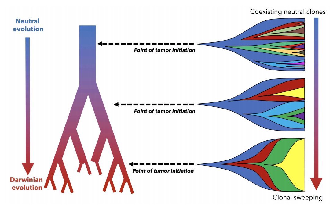 ara_anderson's tweet photo. We’ve had a few questions on @mathoncbro recent preprint https://t.co/7SKLUZESQF about how #SpaceAcceleratesEvolution https://t.co/Qgx30g1YJX