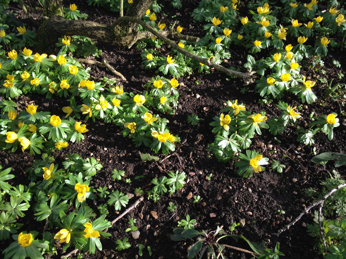 Happiness can be found in small things, sunshine, snowdrops, winter aconites &amp; Hellebore's plus the beautiful scent of daphnes ....and the days are so much longer. The end of winter is in sight!