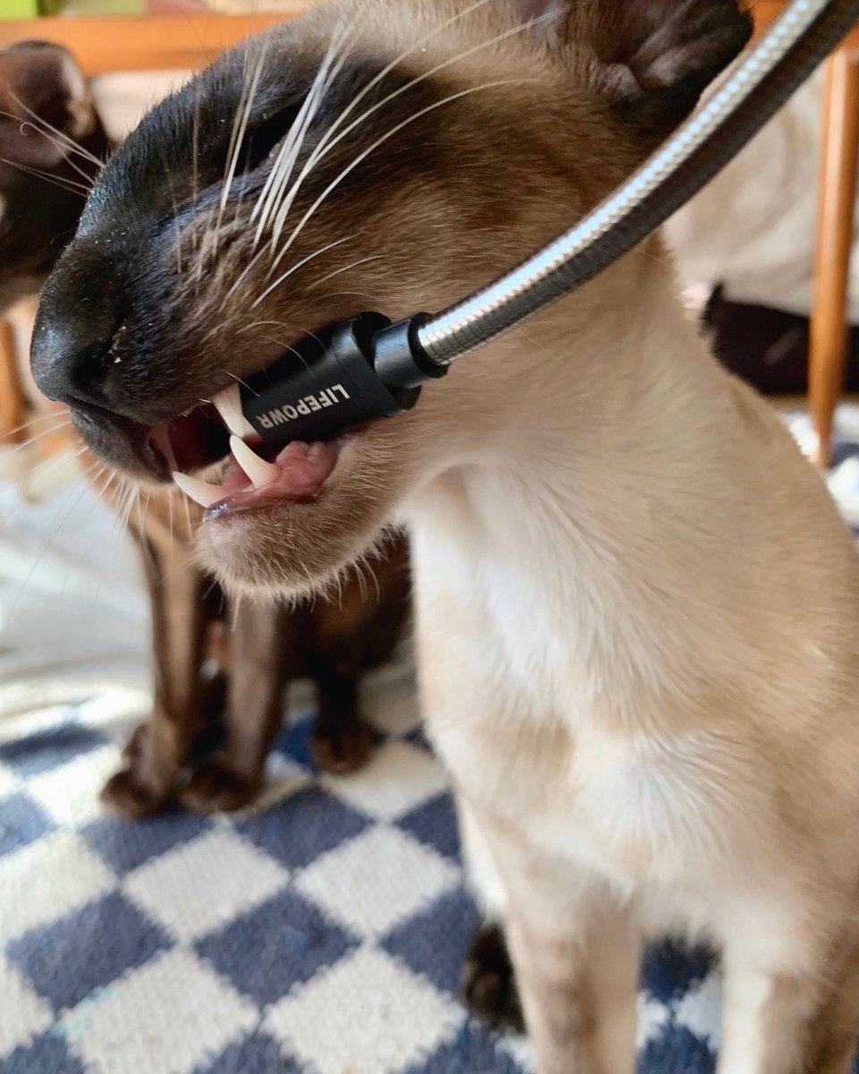lifepowr's tweet photo. Is your cable #chewproof? 🐱 #usbc #catproof #techgear #techessentials https://t.co/W5gK4YpWfh