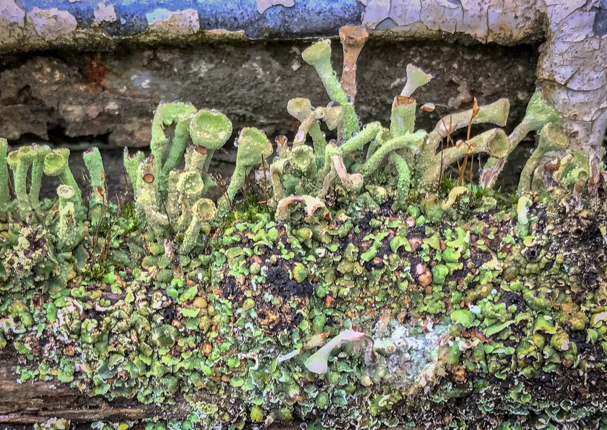 #noticenature on a gatepost. The little magic garden :)