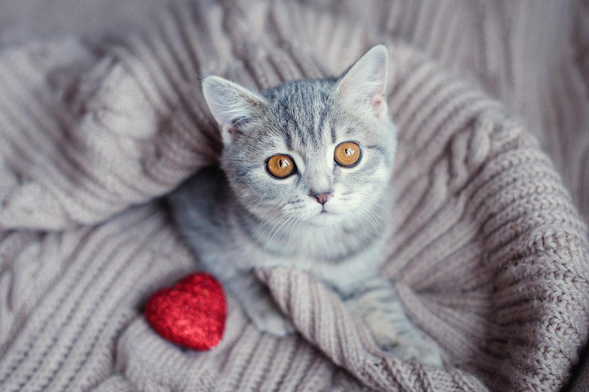 OVCPetTrust's tweet photo. .@UofG’s Dr. Sonja Fonfara is studying a common #heartdisease in cats that commonly leads to #heartfailure and affects 30% of felines over the age of 10. Read how one @OntVetCollege researcher is making a difference: https://t.co/4N8CVdL9uV. #ImproveLife ❤️ #HeartMonth https://t.co/Nt0b6Njprs