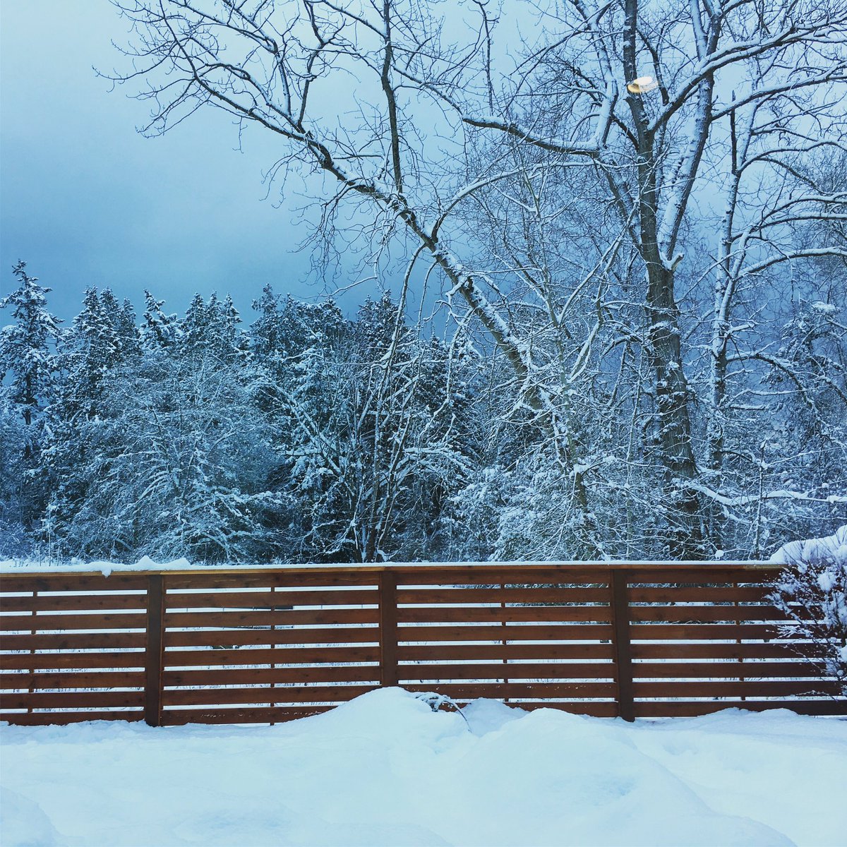 WanderingOff's tweet image. Snow days continued. Hard to be grumpy when it’s so darn pretty. 
#bcstorm #yyj