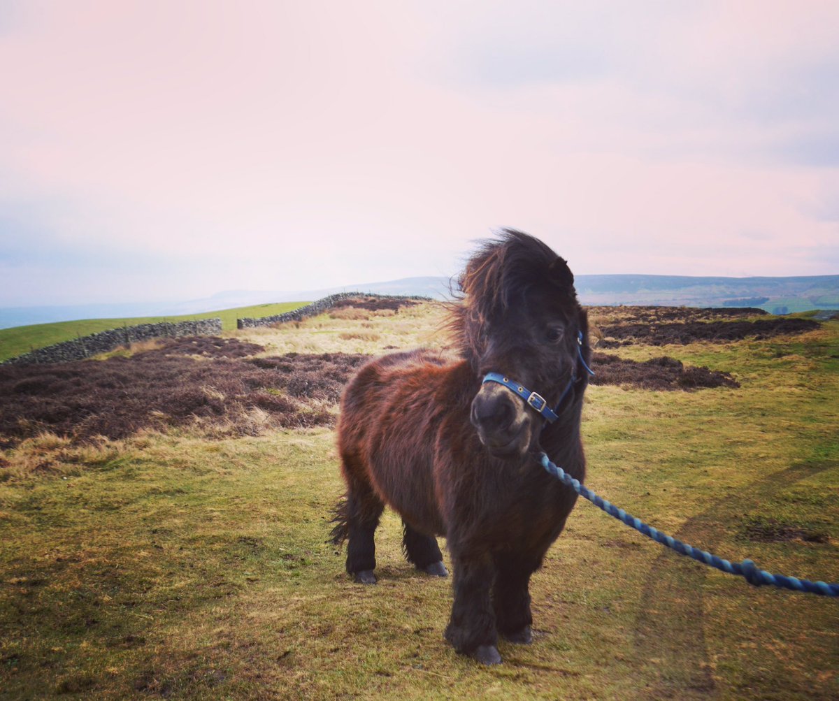 The Yorkshire Dales is such a wonderful place to live 💖✨