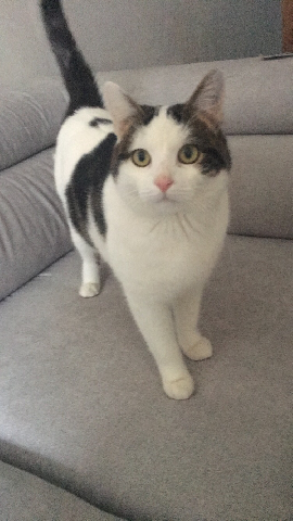 Alerte Animaux Perdu On Twitter Perdu Chat Blanc Avec