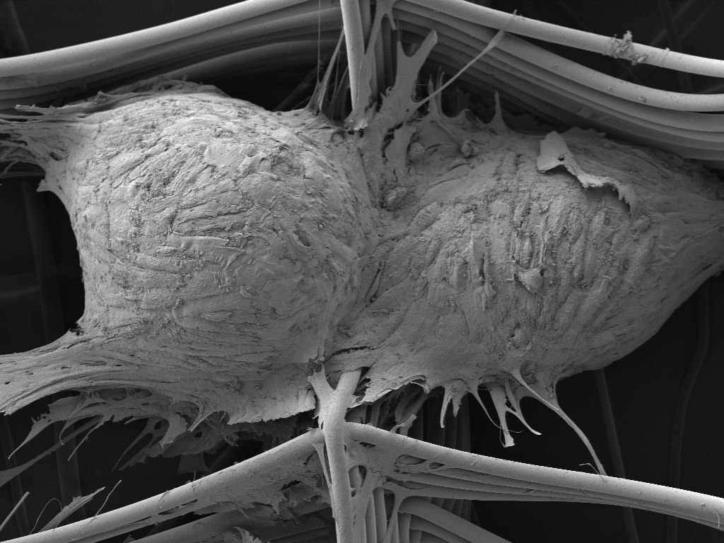 Paul Dalton on Twitter "Another MEW paper on the way some nice work