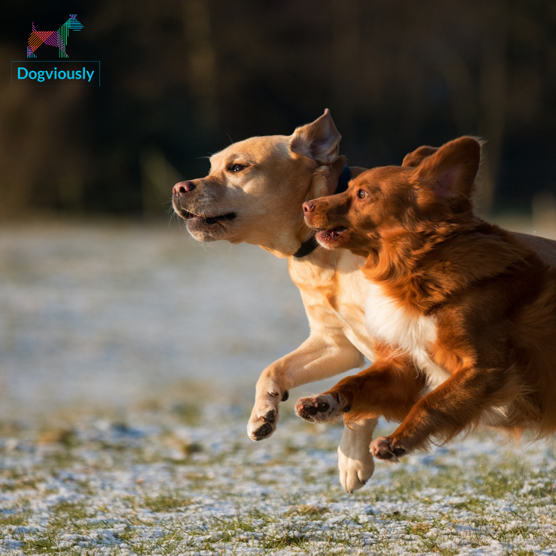 dogviously's tweet image. As avid pet owners we know how difficult getting the right dog products can be, we exist to chop the most time-consuming part of the buying process out, the research.
goo.gl/aWwzJ3