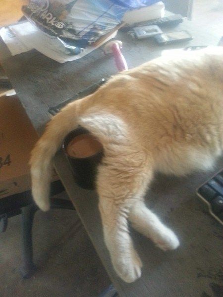 Cat's arse in our coffee. You don't get this anywhere else #coffee #coffeetime #coffeeaddict #coffeelover