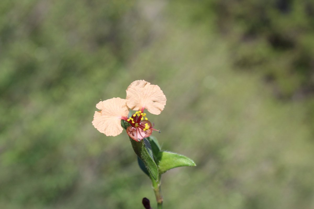 #wildplants
#Nature
#photography
Commelina reptans