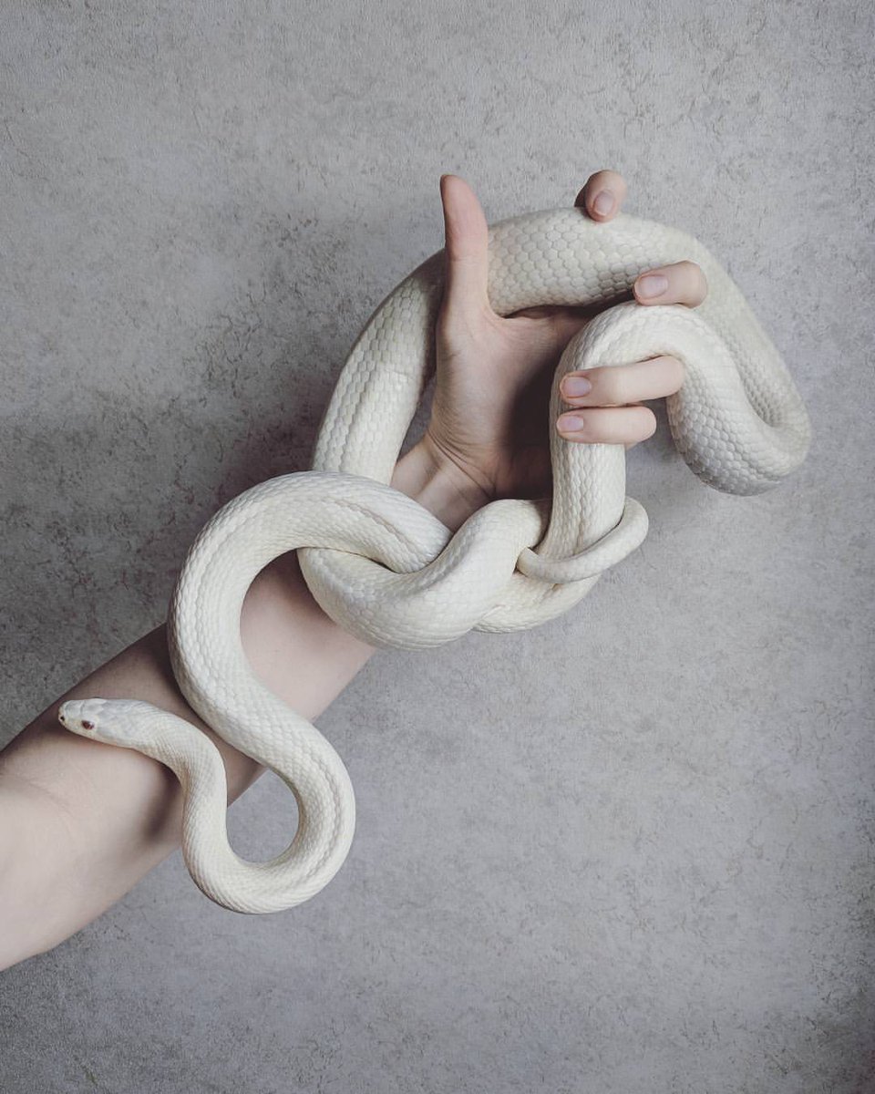 esthetics | archive tweet media