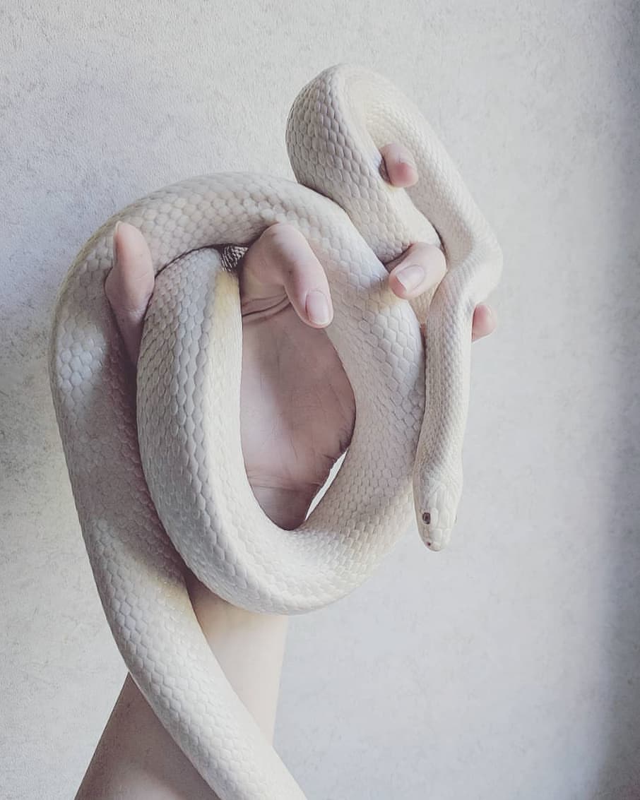 esthetics | archive tweet media