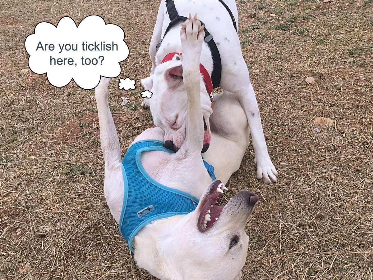 Loveable_Jake's tweet photo. Meeting new girls at the dog park...  #rescuedog  #dogpark  #tickle https://t.co/vgAqu0jeYJ