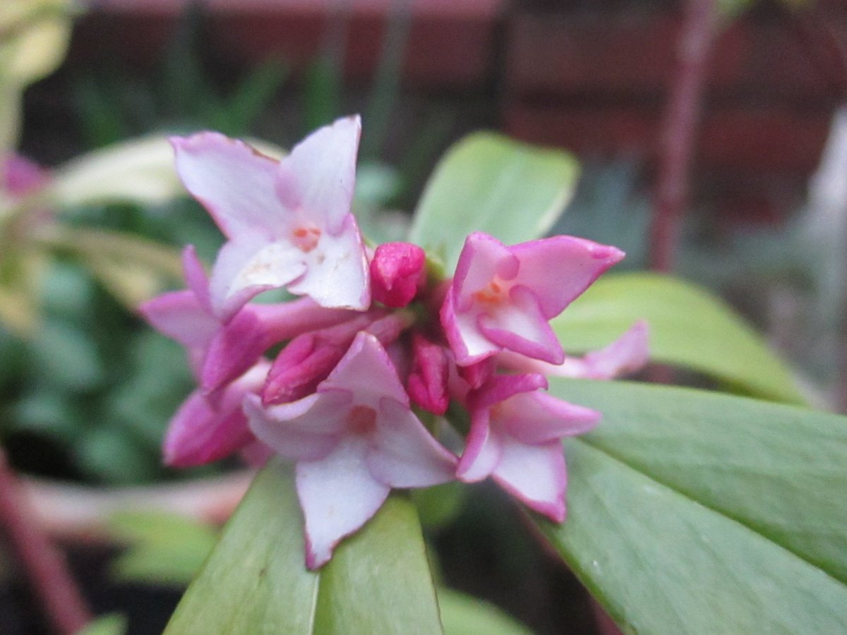 GreenFingerBlog's tweet image. My very favourite #winterfragrance of all: greenfingeredblog.blogspot.com/2017/02/fantas… 
#gardening #plantrecommendations