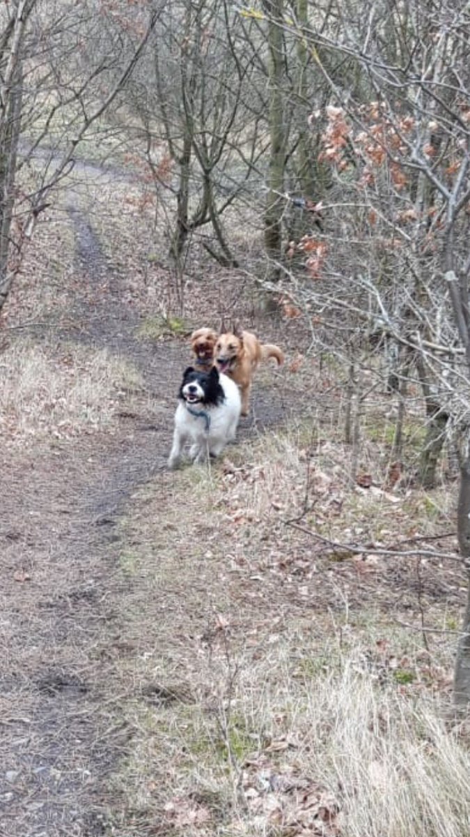 FitDogHappyDog1's tweet photo. Today's fun and games #jesmond #Gosforth #packwalks https://t.co/NsS7GaYq2S