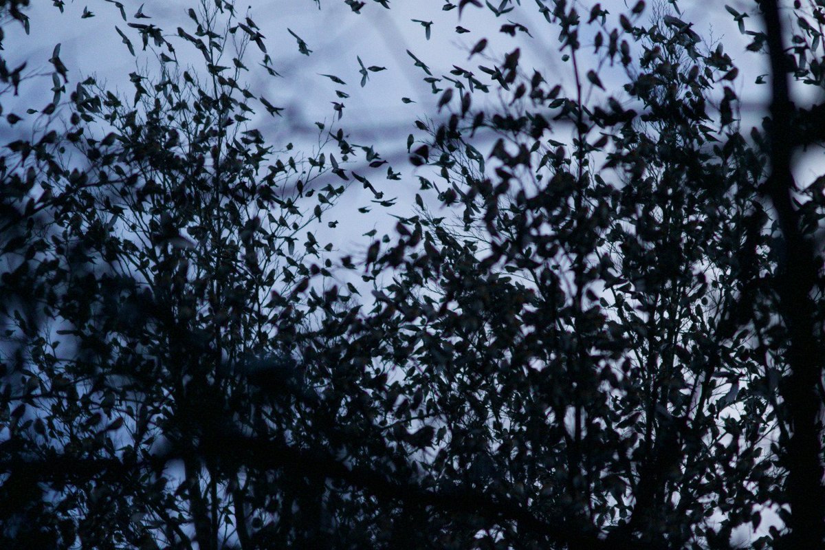 Went to see this spectacle in Slovenia expecting 5,000,000 Brambling to be a serious over-estimate. Left wondering if it actually might involve significantly more birds. Utterly incredible spectacle 5-8 acres of woodland where there seemed to become more birds than leaves!