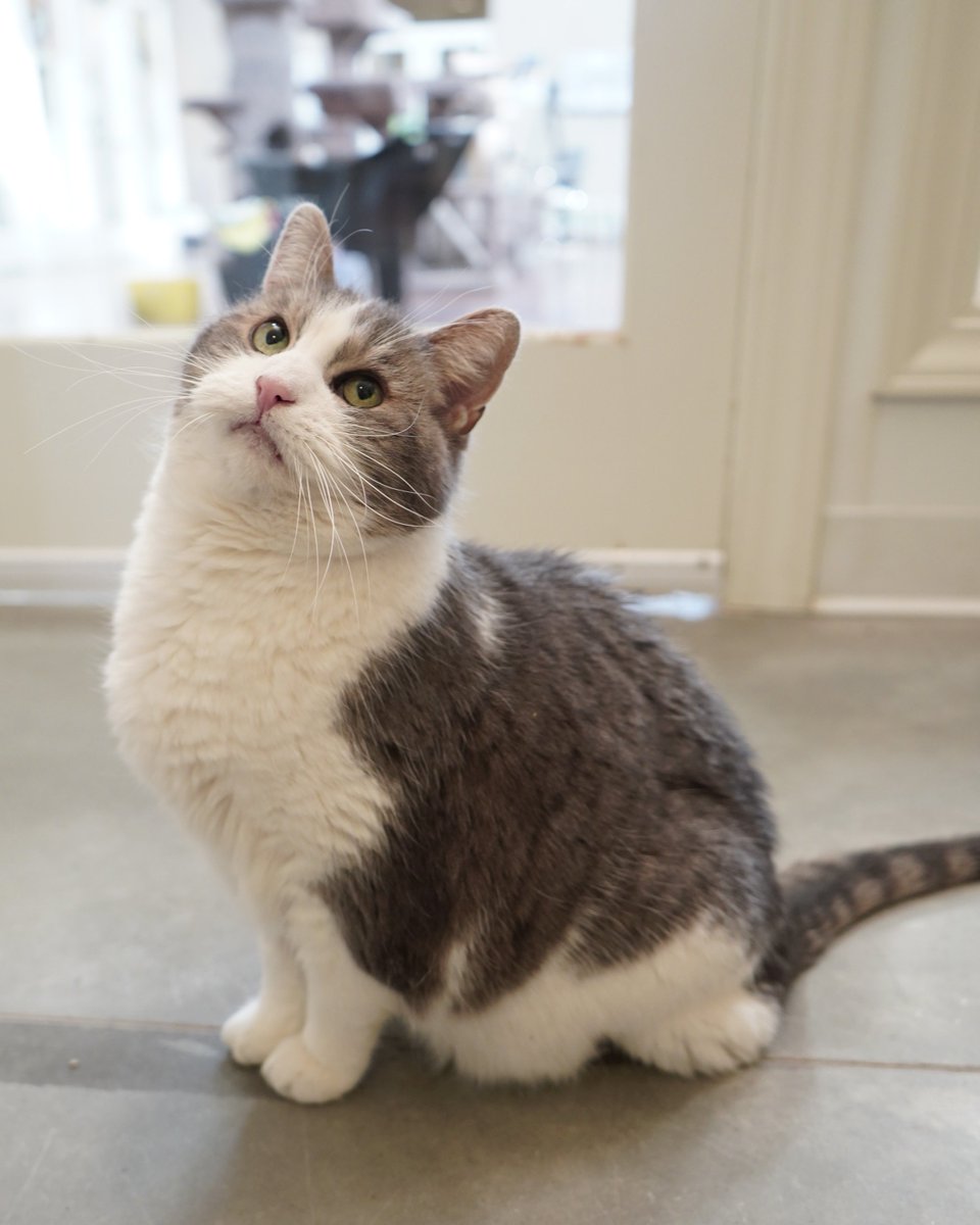 Simply Cats tweet media