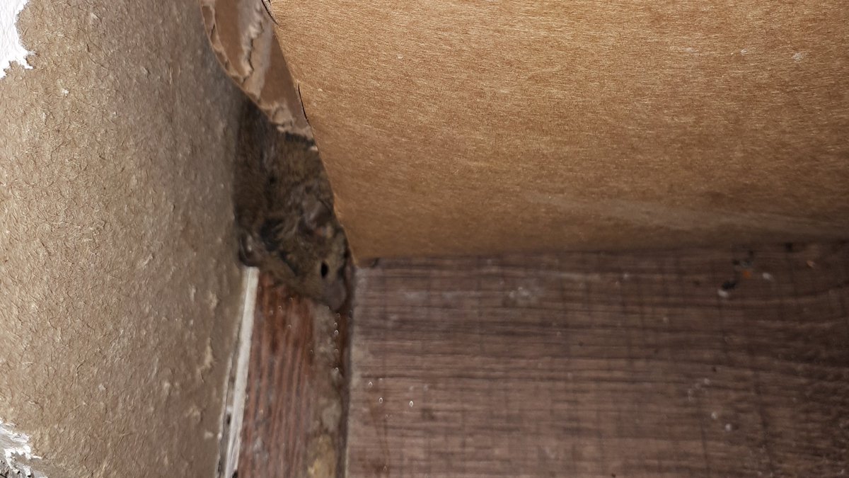 NVWA_Horeca's tweet photo. Verscholen onder een stapel dozen vond ik deze #muis. Naast het #bestrijden van muizen hoort een goede #wering van ongedierte ook bij een juiste bedrijfsvoering. Voor deze horecazaak was dit de 3e boete binnen een jaar. Hiermee komt hij in verscherpt toezicht. ^CH https://t.co/1rAjPdROrV