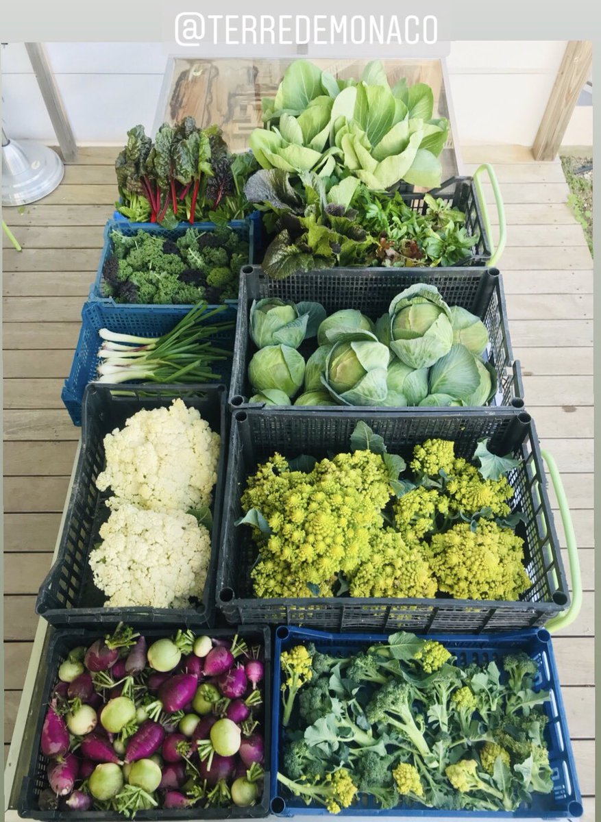 TerredeMonaco's tweet photo. Nous sommes prêts pour la Saint-Valentin avec notre potager du Monte-Carlo Bay ! 🥰 #agricultureurbaine #permaculture #400m2 #chef #potagerurbain #mcgreenglam #visitmonaco #organic https://t.co/w8AallHgDg