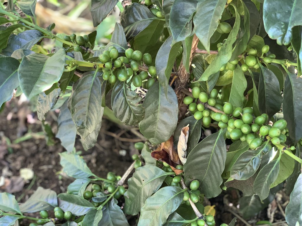 Visited coffee in Tambarara. Fruit at 1 yr?!!! How? The magic of #gorongosacoffee and #gorongosanationalpark #africa #coffee #mozambique