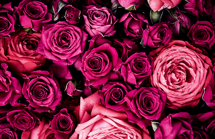 N'offre pas de #roses pour la #SaintValentin ! Elles sont produites de façon industrielles aux Pays-Bas, en Equateur ou au Kenya, pleines de pesticides (d'ailleurs,elles ne sentent rien)  et voyagent en avion/bateau jusqu'à ton fleuriste qui va les mettre dans un plastoc de merde