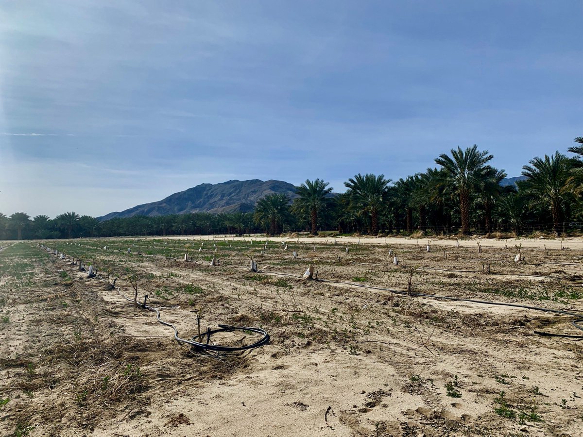 TheLandExperts's tweet image. Yesterday we were checking out some new peach plantings near the Salton Sea in the #Coachella Valley. Dates in the background and the beautiful Santa Rosa Mountains providing an epic backdrop. #California #Agriculture