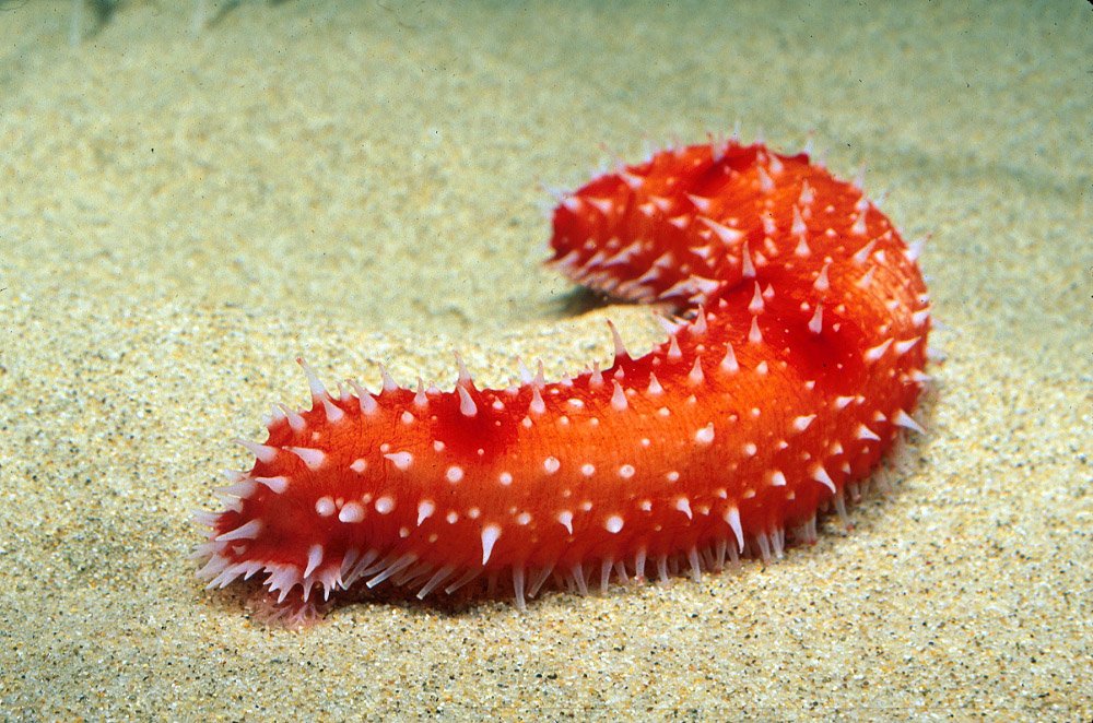 Roses are red
Sea cucumbers are briny
They don’t breathe through their mouth,
instead through their heinie
#ValentineASpecies