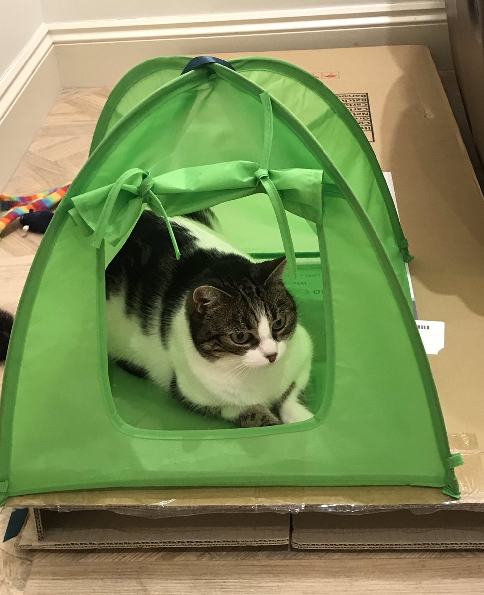 😸