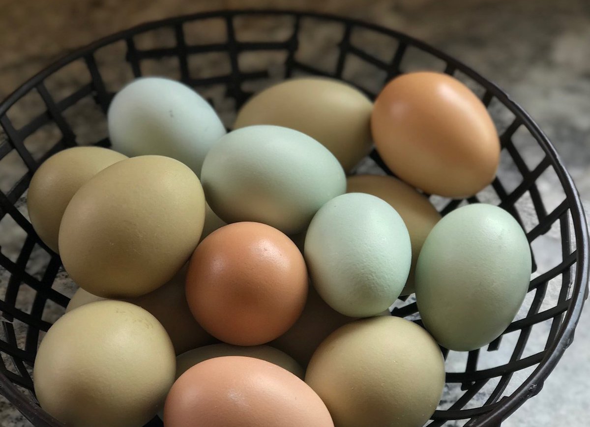 MurrayMcMurray's tweet photo. DYK it takes about 18-20 weeks for most chicks to mature into laying hens? Most baby chicks hatched in February will start laying in June/July. Shop available baby chicks at: https://t.co/hYJKEmIW9v #blueegglayers #greenegglayers #brownegglayers #fresheggs https://t.co/5tq8FQRgWN