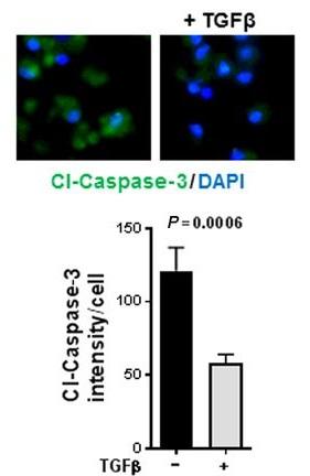 AACR's tweet photo. RT @CIR_AACR: Check out how TGFฮฒ promotes immunosuppressive myeloid cell differentiation at the expense of DCs. #TGFbeta #CellLineage #Monocytes #ImmuneSuppression https://t.co/rveMrBRXxk https://t.co/PURBh6GSej