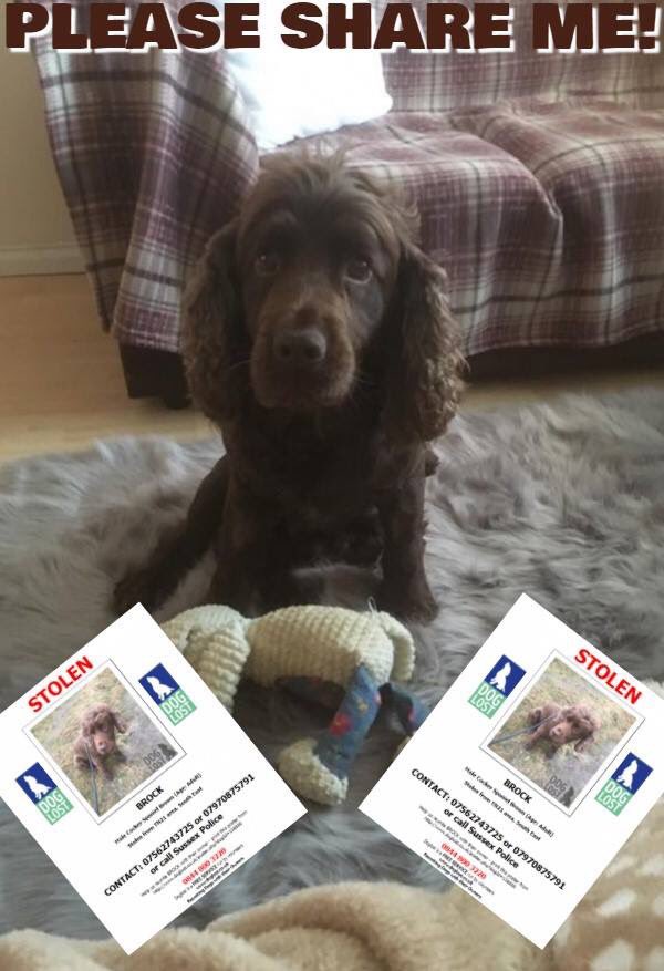 MolliePug's tweet photo. Facebook Page-Stolen Brock❤️WHERE IS BROCK PLEASE?🙏@rosieDoc2 @gelert01 @molliepug2 @FindStolenAmo @EllieStolen @freyawoodhall @RachaelB100 @suedaycam @jaynecellison @AlanDaffern @LizJ_T @MissingPetsGB @Eloquencealways @DoglostUK @SAMPAuk_ @sar_dogs @FindDougal @HunnyJax https://t.co/1cuYB44tYJ
