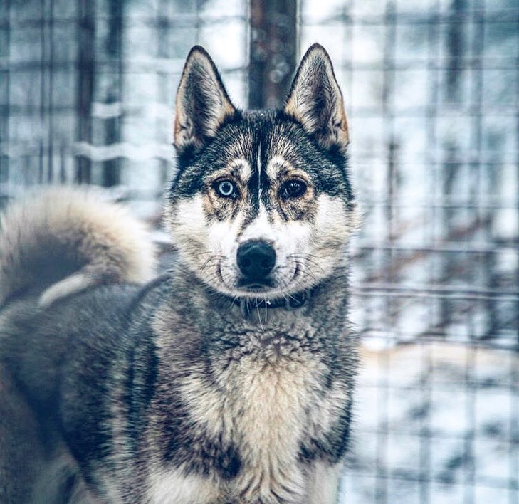 The best way to spend a beautiful sunny day is in this cute  fluffy company on the adventurous husky ride! Book your tour at our  reception or webpage: schv.fi 🐶❄️💙🌲.
 Photo: <a href="/majkavojtovic/">Mária Vojtovičová</a>