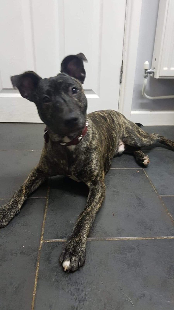 NWDogRescue's tweet photo. Look at my ears!!!! Am I not just simply scrumptious?? I need a lovely home please. By Frazer, aged 18 weeks x 🐾🐾 https://t.co/RX6hFQ4fXd