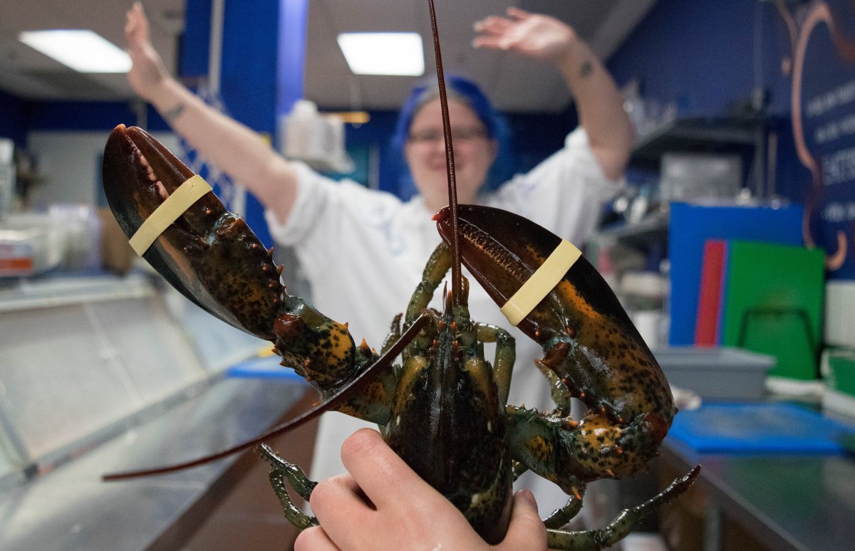 eatfishYVR's tweet image. Waving hello on this beautiful sunny Wednesday! Both our #Kitsilano and Burnaby stores are open today—come through to stock up on sustainable seafood and grab some healthy #FISHbar poke bowl treats! 🎏