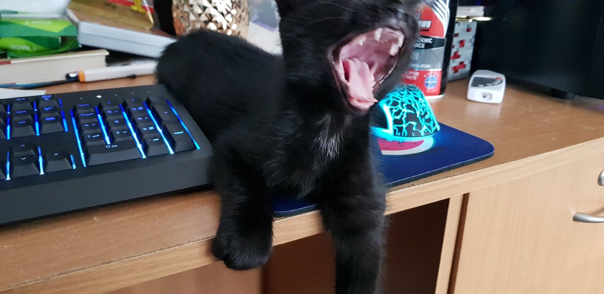 I_amAmzy's tweet photo. He's a fierce kitty, who likes to help me play games and by help I mean step on all the keys and break things 🤣😍❤ #fiercekitty #gamerkitty #messydesk https://t.co/r4bJtemkBa