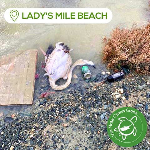 Dear Mother Nature, for centuries you have unconditionally provided for mankind and the animals we share this planet with, and you never truly ask for anything in return but care and love. The simple phrase of “I’m sorry” just doesn’t cut it. #Cyprus #cleanups #environment