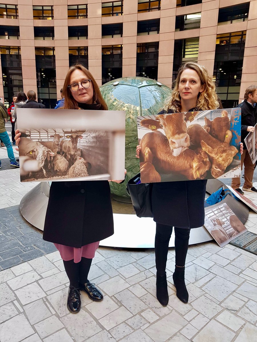 At the EU Parliament in Strasbourg this eve in a flash mob with <a href="/anjahazekamp/">Anja Hazekamp</a> &amp; leaders of animal parties from across Europe aiming to raise awareness amongst MEPs of the cruel realities of animal transport ahead of tomorrow’s crucial vote. 
#stopanimaltransport #animalpolitics