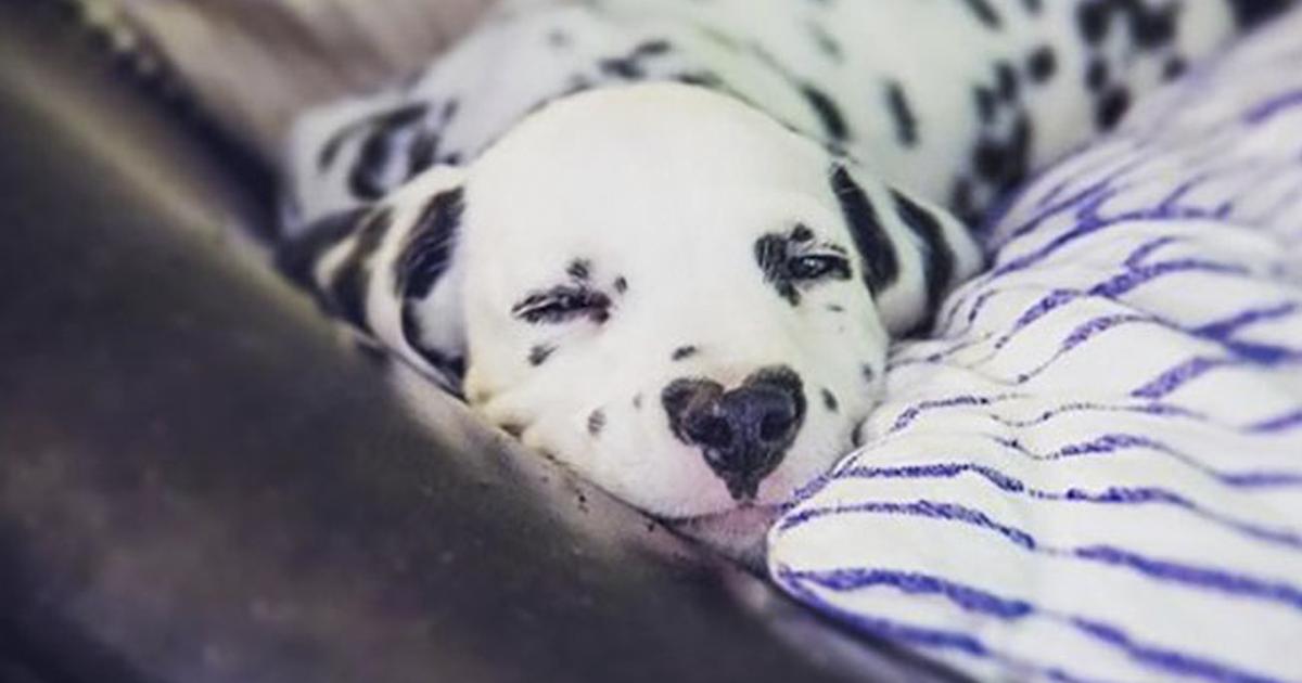 This little Dalmatian will warm your heart for Valentine's day. It has a heart for a nose! buff.ly/2S0f7Zj Adorable!