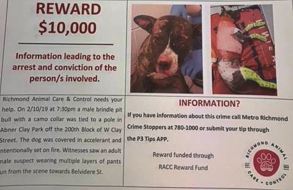 CBS6's tweet photo. RT @RPDOfficerChris: Anyone with info, Please contact @7801000 ASAP!
@RACC_Shelter 
#TeamTommie https://t.co/kc7cHontF5